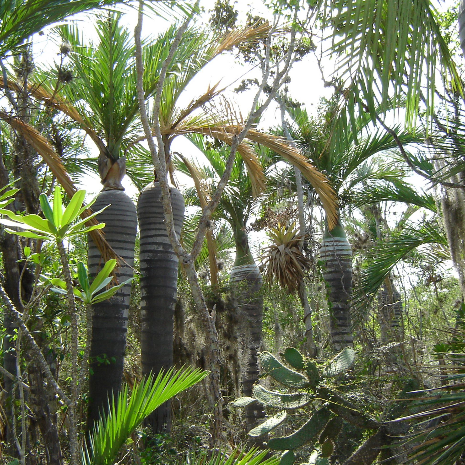 Pseudophoenix Ekmanii Plant