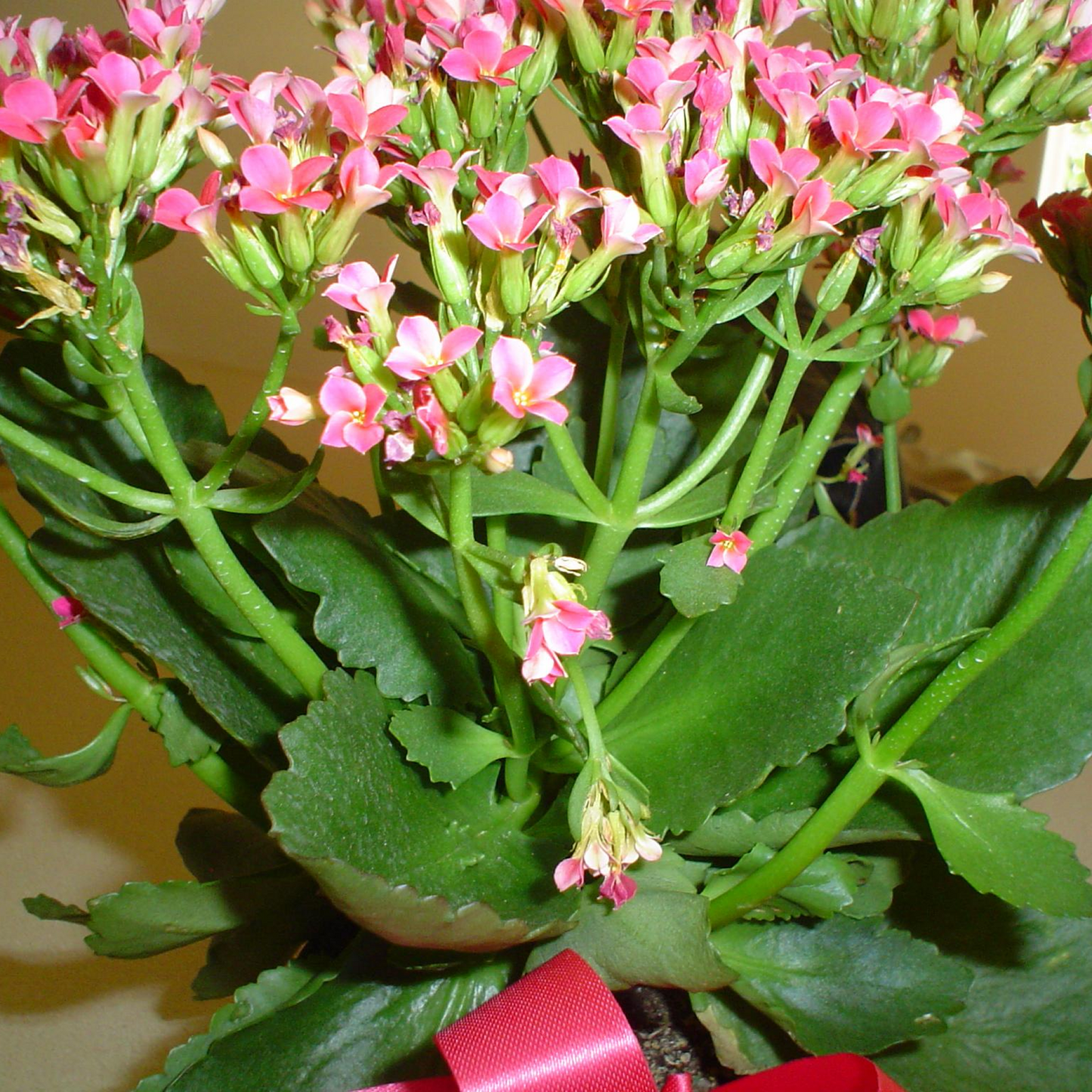 Kalanchoe (Pink) Plant 