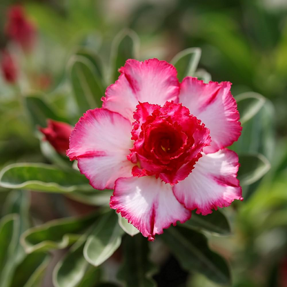Adenium Plant, Desert Rose (Pink) - Plant