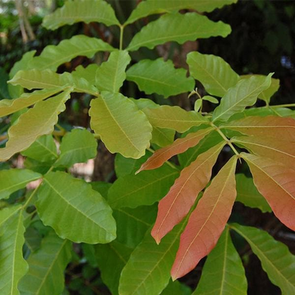 Kusum Tree Ceylon Oak Plant