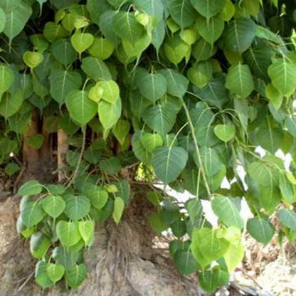 Pipal Tree Pushya Nakshatra Cancer Plant