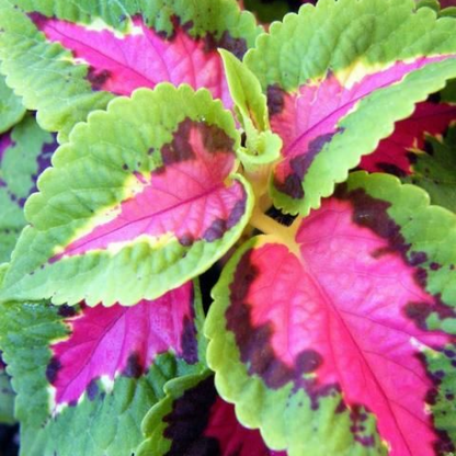 Coleus (Green Pink) Plant