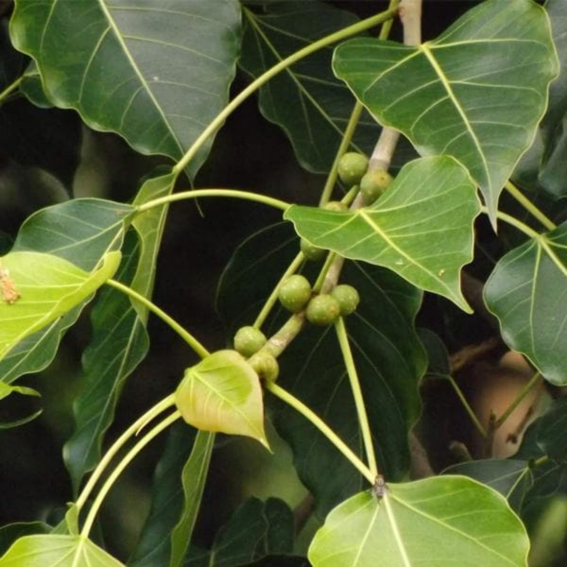 Ficus Infectoria White Fig Plant