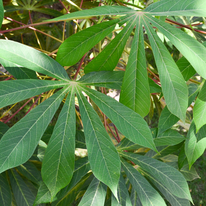 Manihot Esculenta Plant