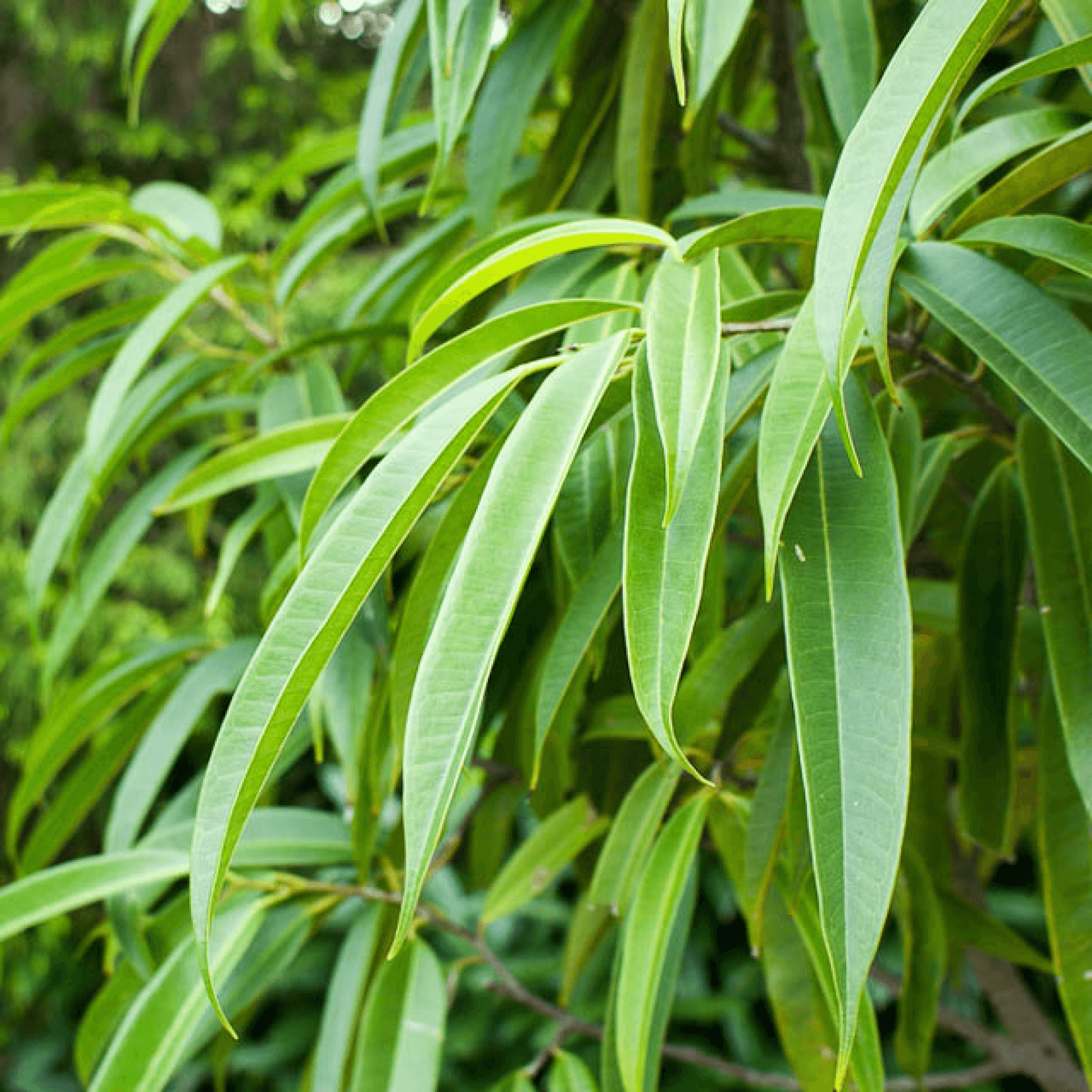 Ficus Amstel Plant