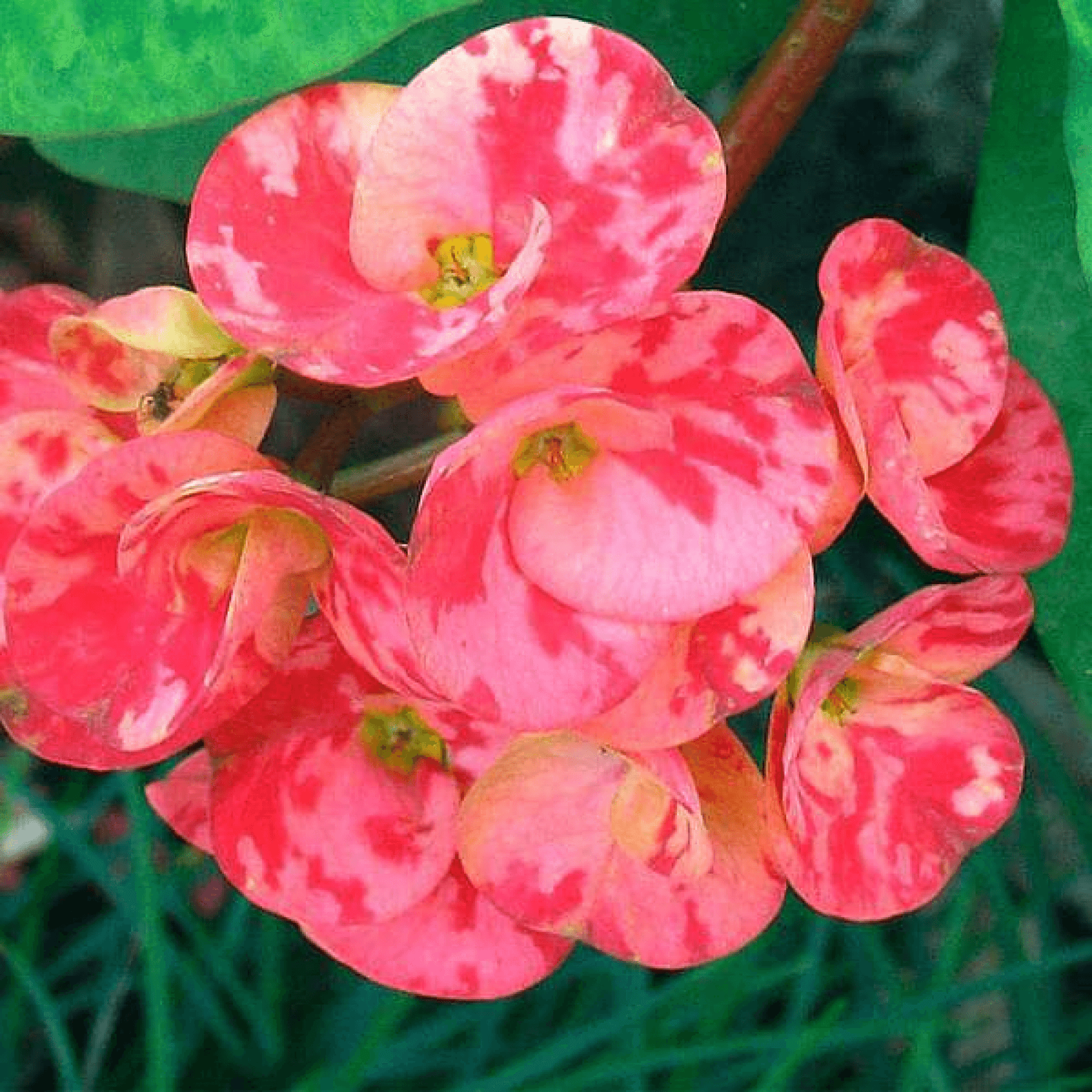 Euphorbia (Any Color) Plant