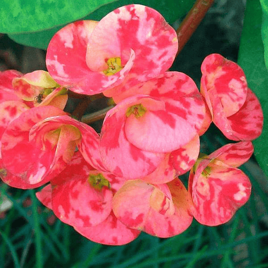 Euphorbia (Any Color) Plant