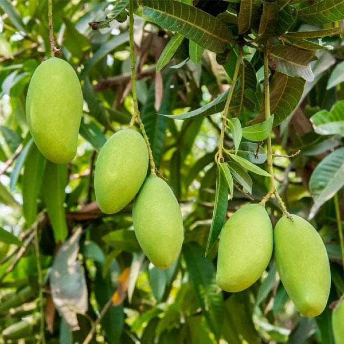 Mango Tree (Kesar, Grafted) - Plant