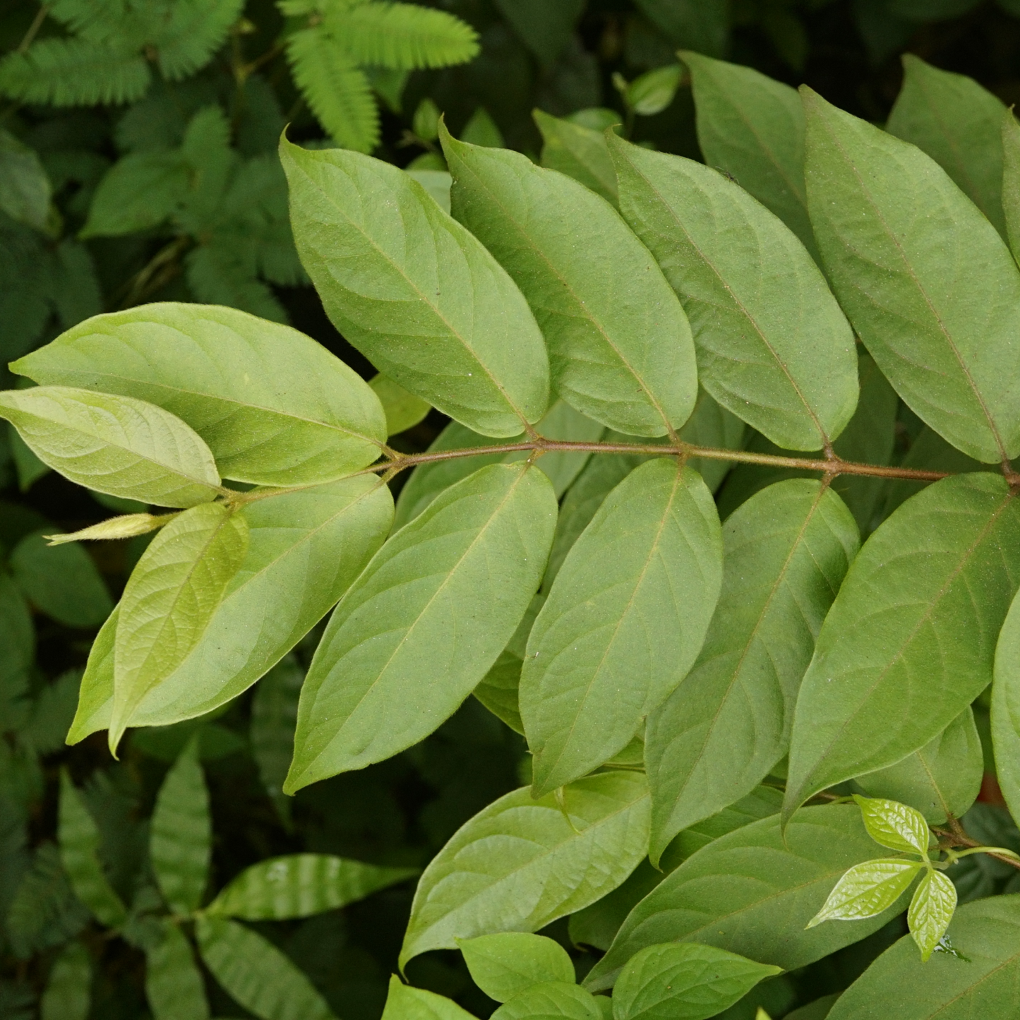 Getonia floribunda Plant