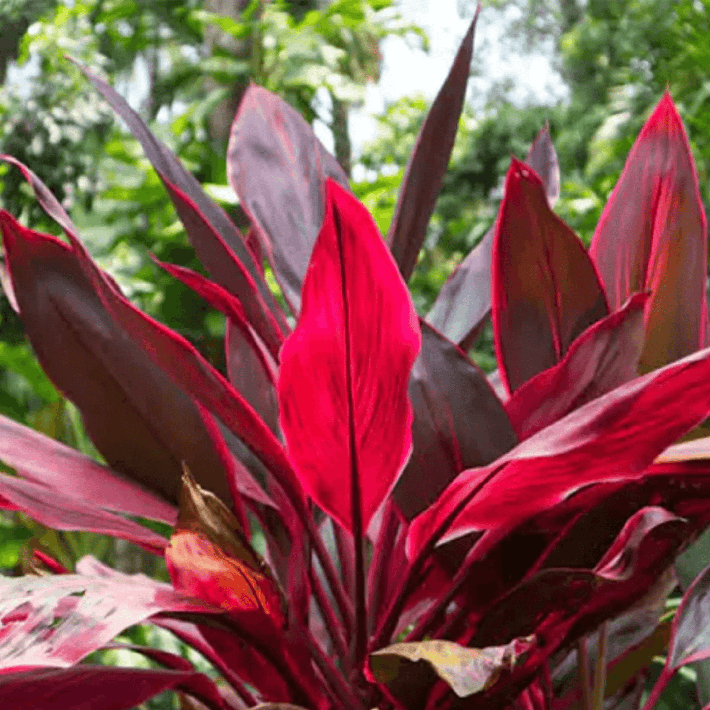 Dracaena Mahatma Cordyline Terminalis Plant