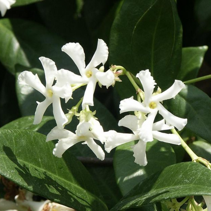 Rinchospermum jasminoides Plant