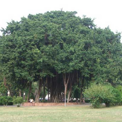 Tree of Odisha, Banyan - Plant