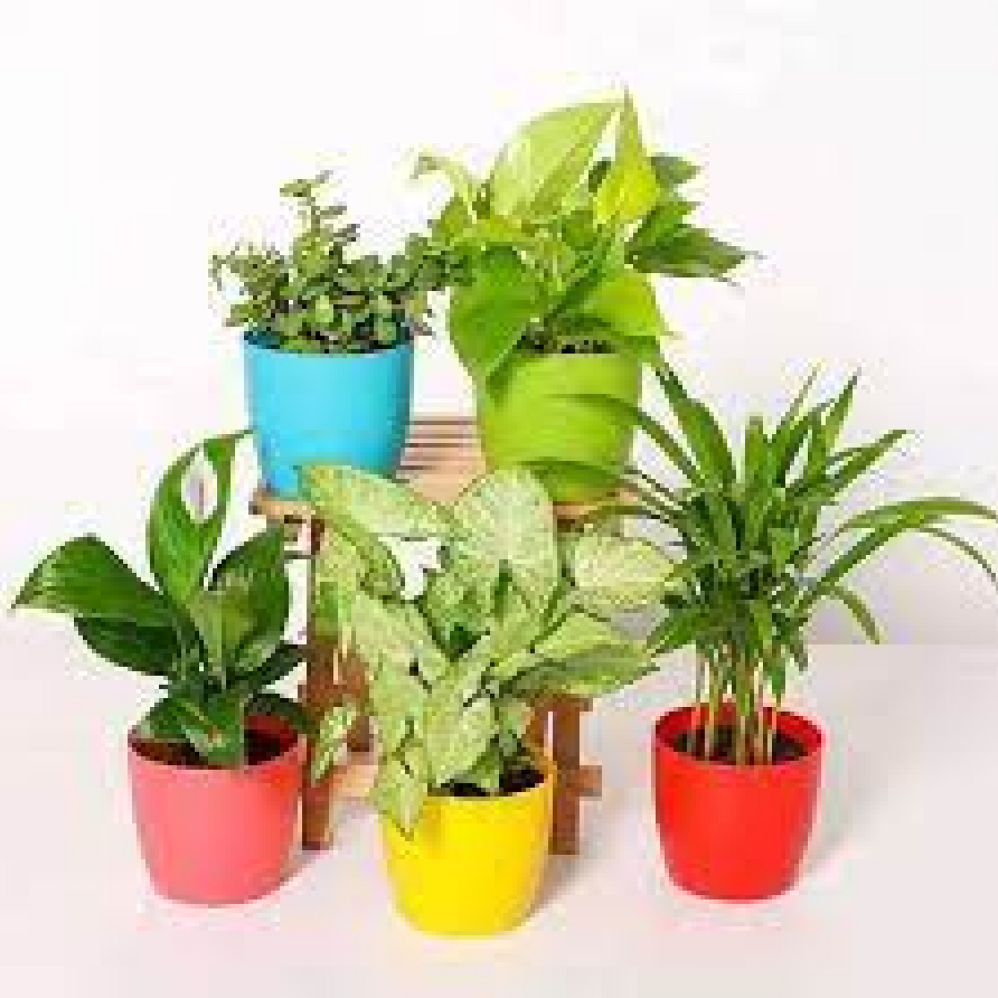 Plant Pack For Healthy Home-Office