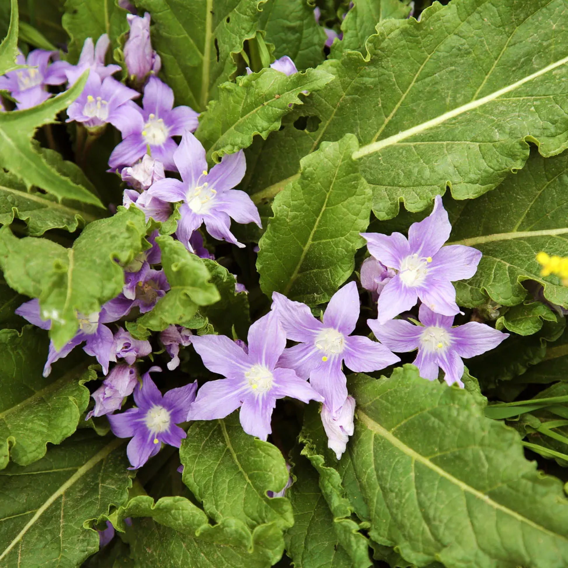 Mandragora officinalum Plant
