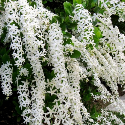 Petrea volubilis albiflora Plant