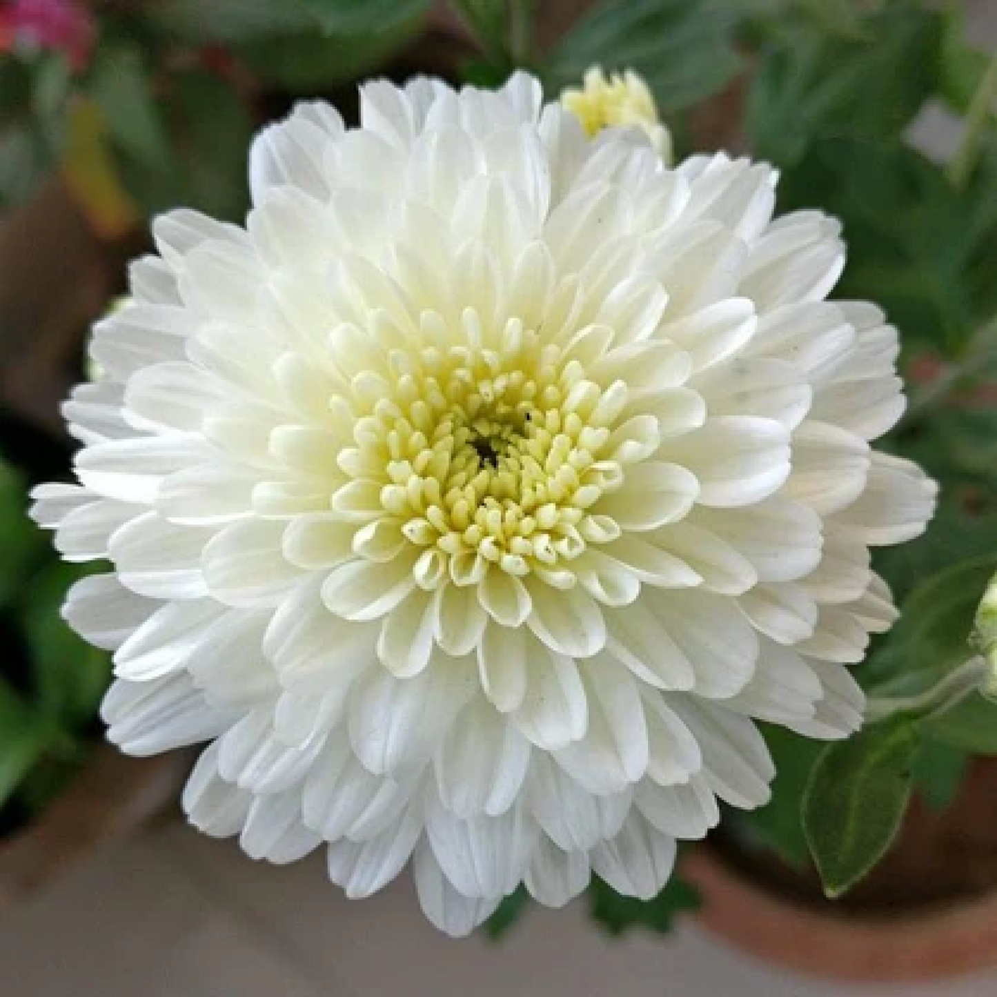 Shevanti Chrysanthemum (Any Color) Plant
