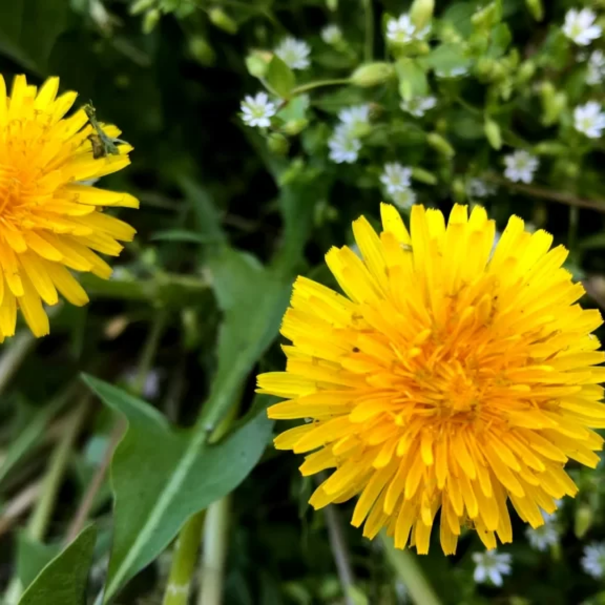 Taraxacum officinale Plant