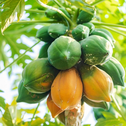Papaya Papita (Grown through seeds) Plant