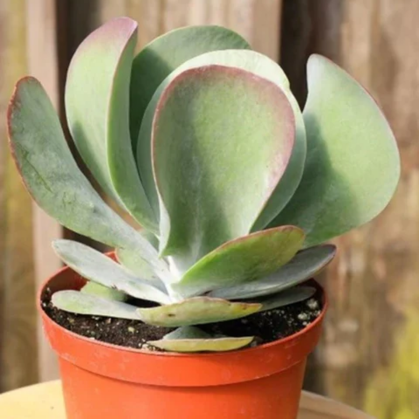 Kalanchoe Flapjack Poplet Succulent Plant