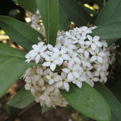 Acokanthera Spectabilis Plant