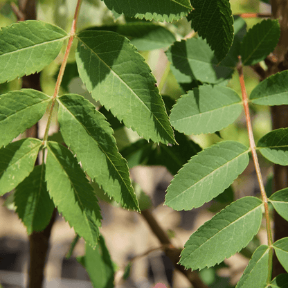 American Mountain-Ash Plant