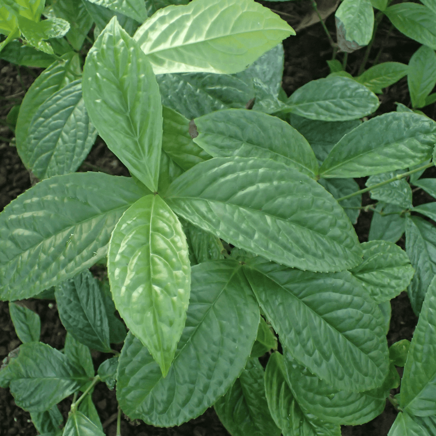 Chloranthus Elatior Plant