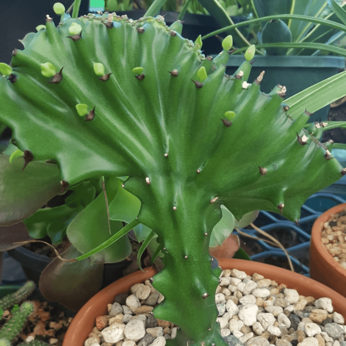 Euphorbia Crested Plant