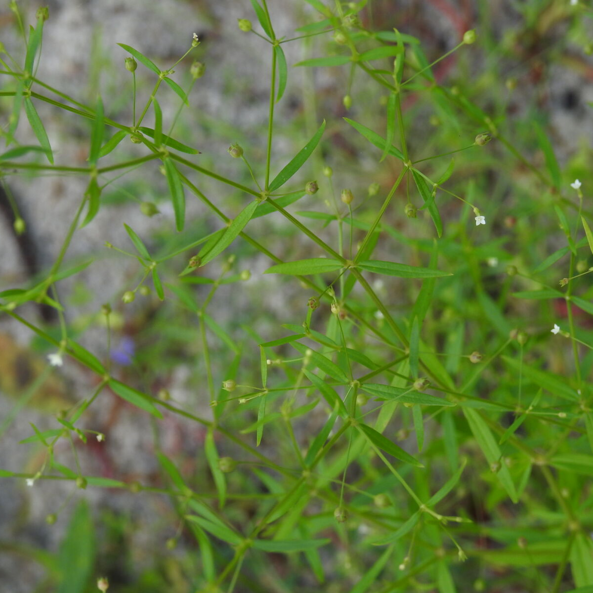 ldenlandia herbacea Plant