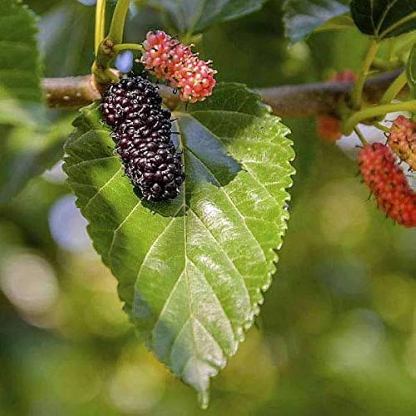 Shahtoot Mulberry Tuti (Big Leaves) Plant