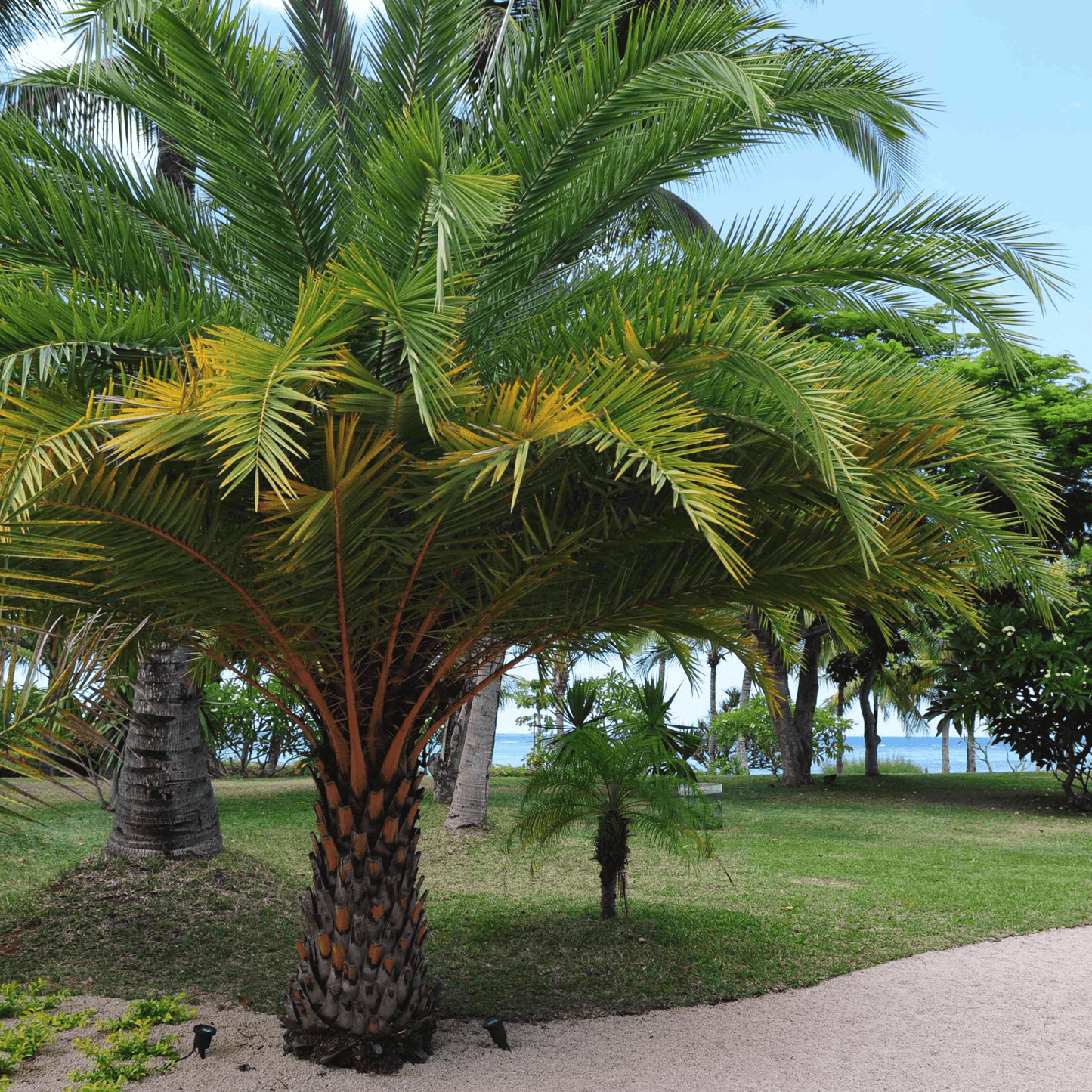 Cluster Palm - Plant