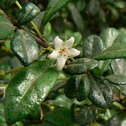 Wax Malpighia Ehretia (White) Plant