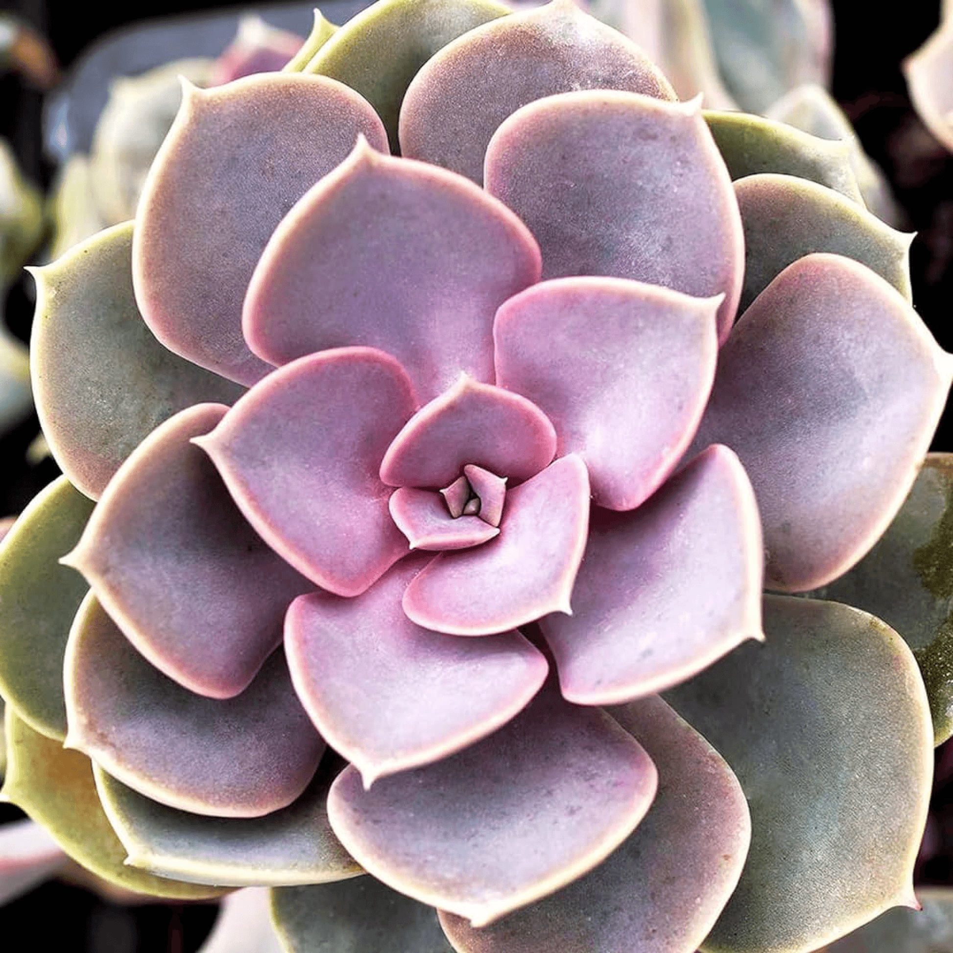 Echeveria Perle Von Succulent Plant