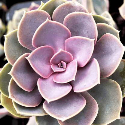 Echeveria Perle Von Succulent Plant