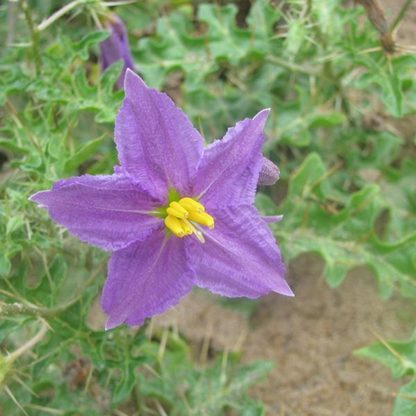Solanum xanthocarpum Plant