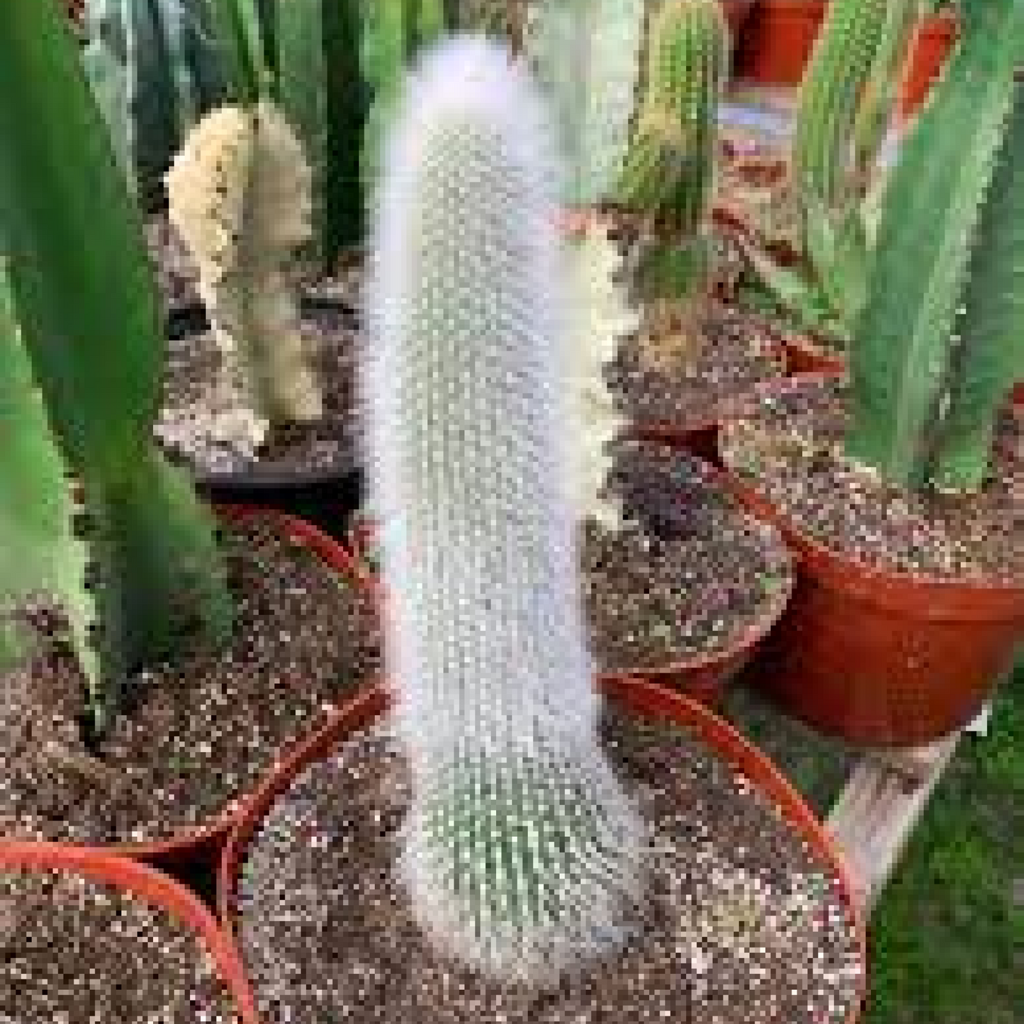Silver torch Cactus Plant