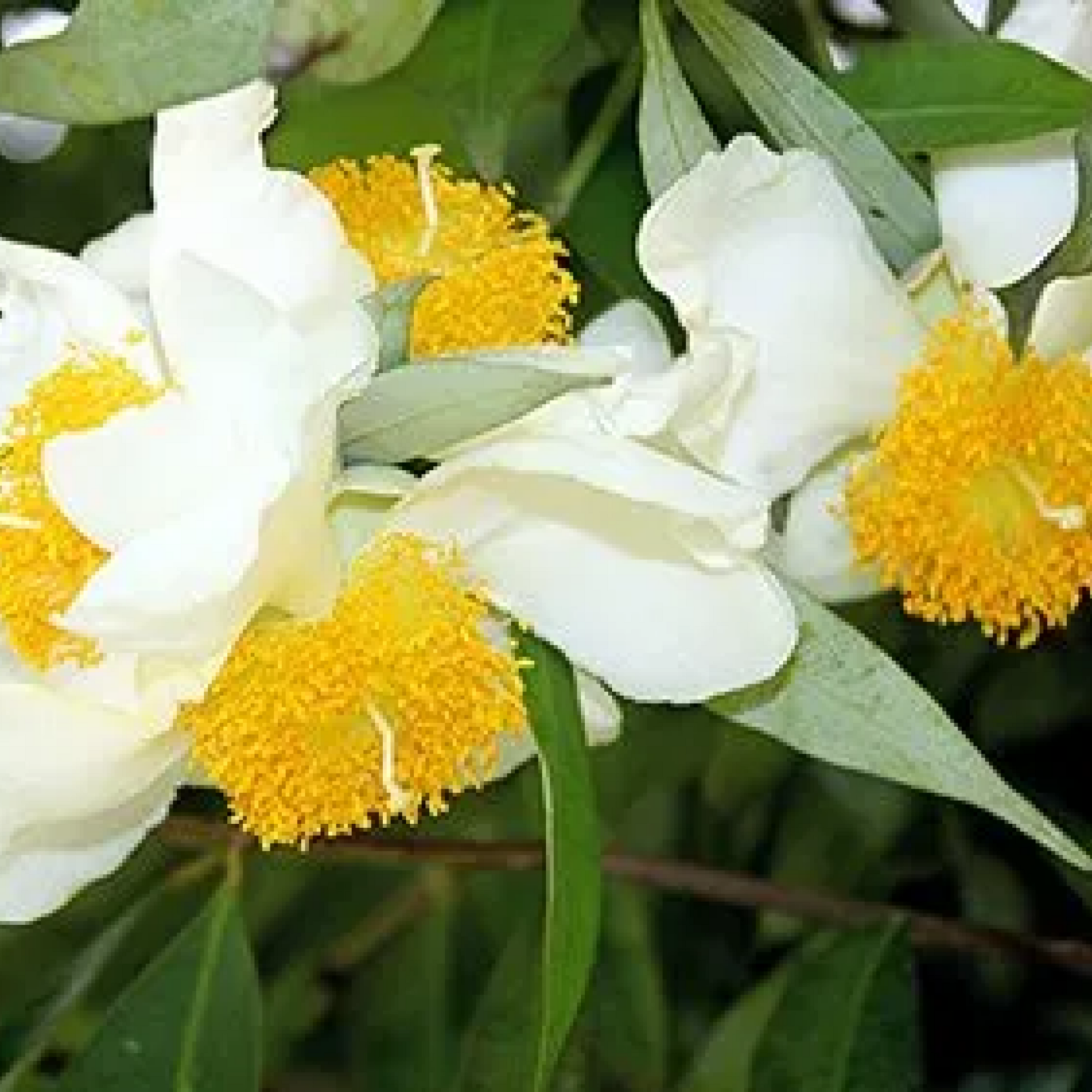 Flower of Tripura Nagkesar Plant