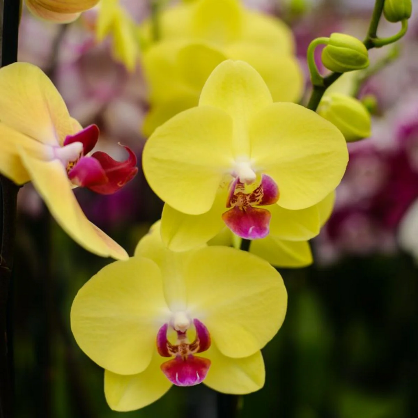 Phalaenopsis Orchid Yellow Plant