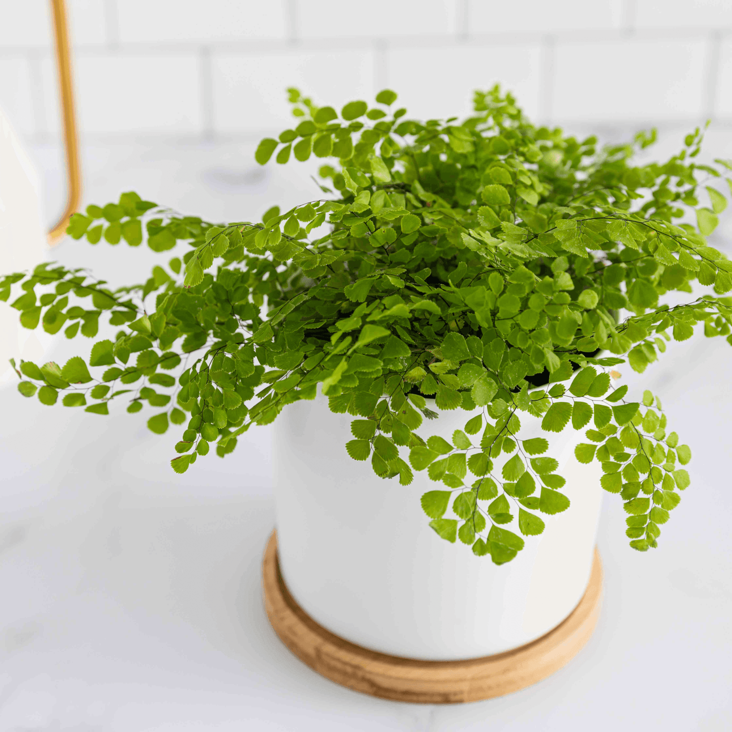 Adiantum Raddianum, Maidenhair Fern - Plant