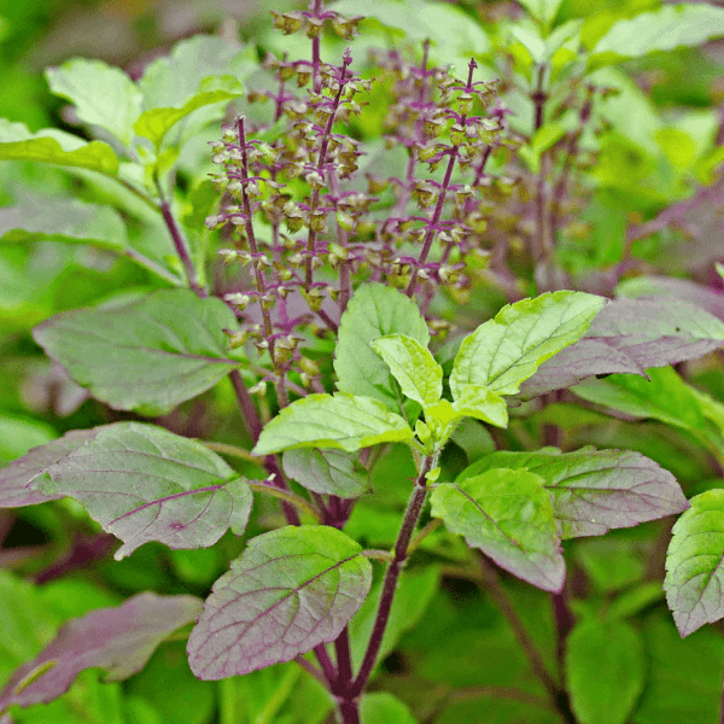 Krishna Tulsi Plant, Holy Basil, Ocimum tenuiflorum (Black) - Plant