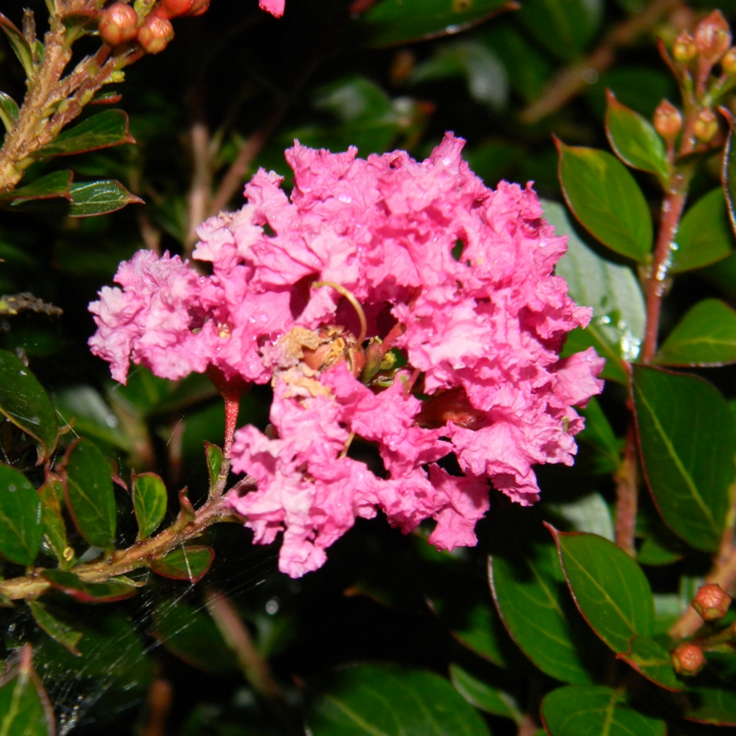 Lagerstroemia Indica Common Plant