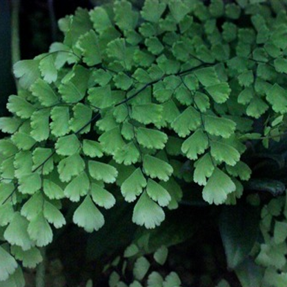 Adiantum Tenerum New - Plant