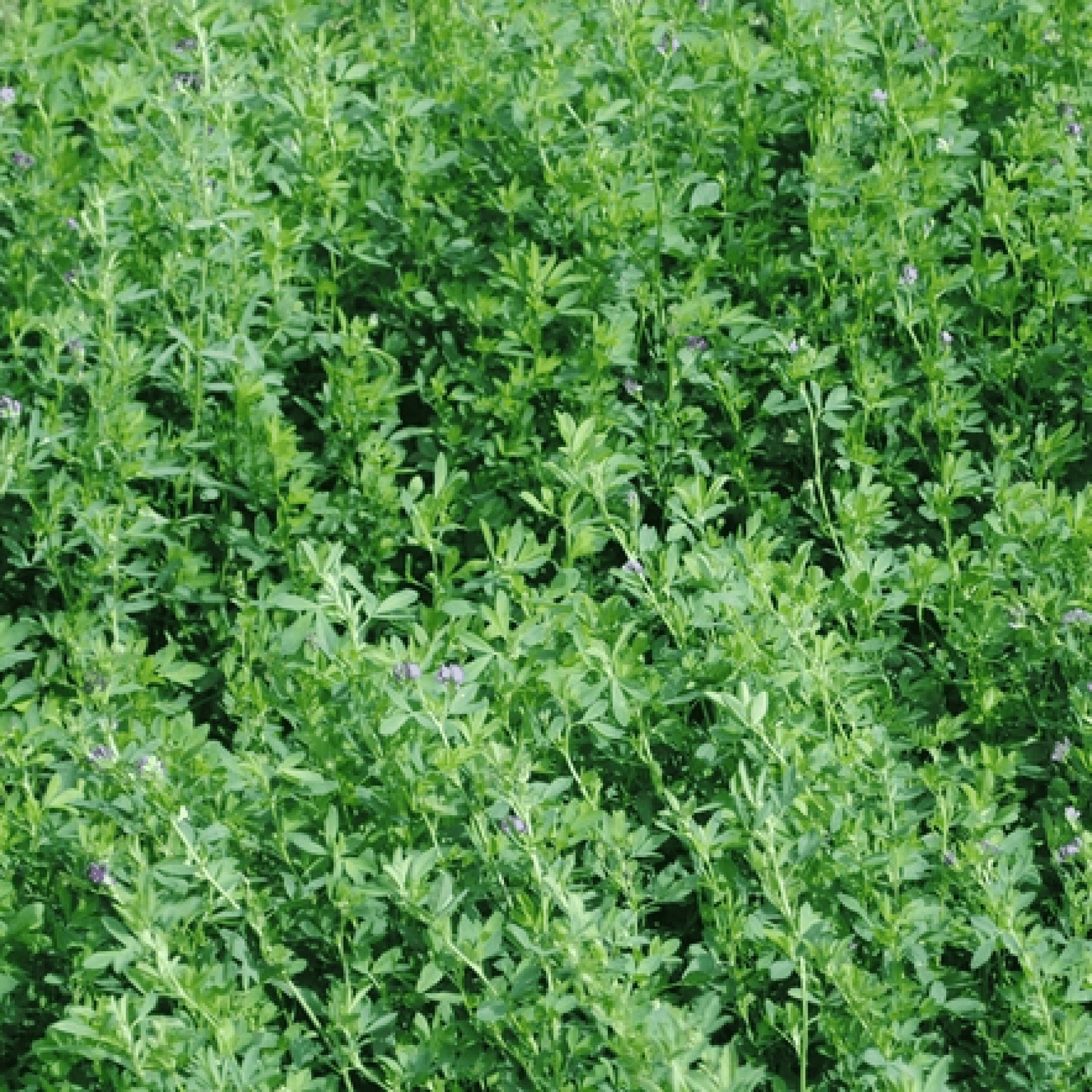 Alfalfa Plant