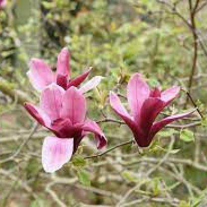 Magnolia liliflora Plant
