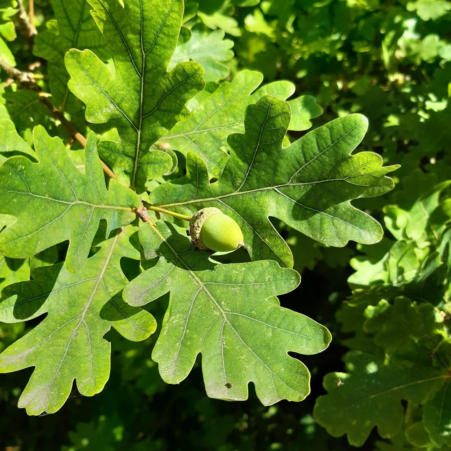 Quercus alba Plant