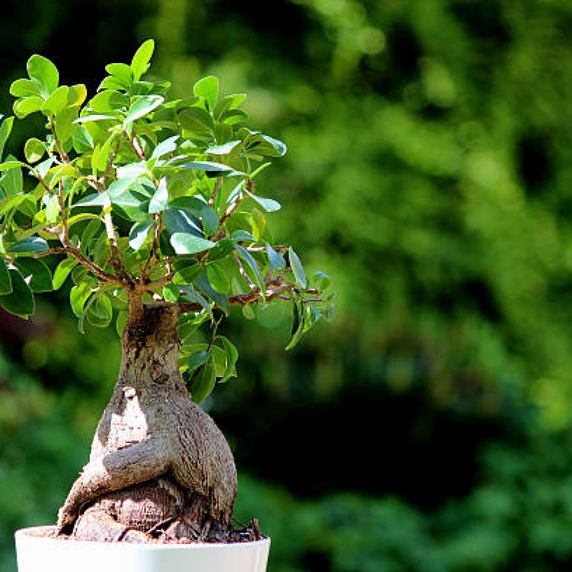 Ficus Bonsai Plant