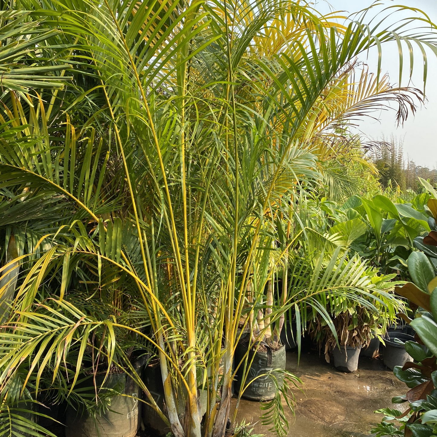 Palm: Yellow Cane Palm Plant