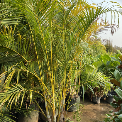 Palm: Yellow Cane Palm - Plant