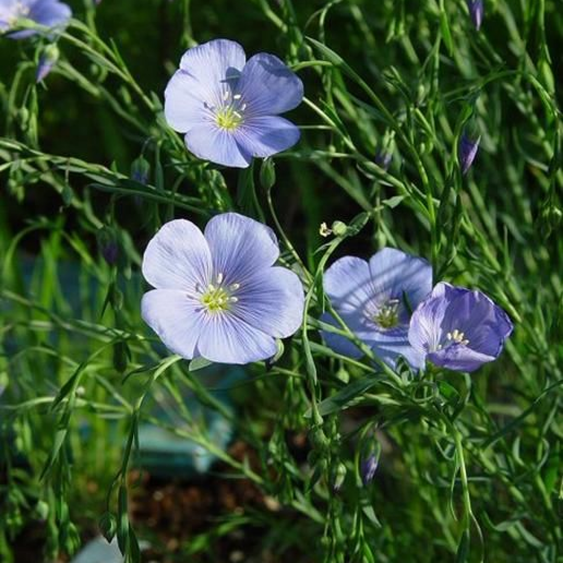 Linum usitaissimum Plant