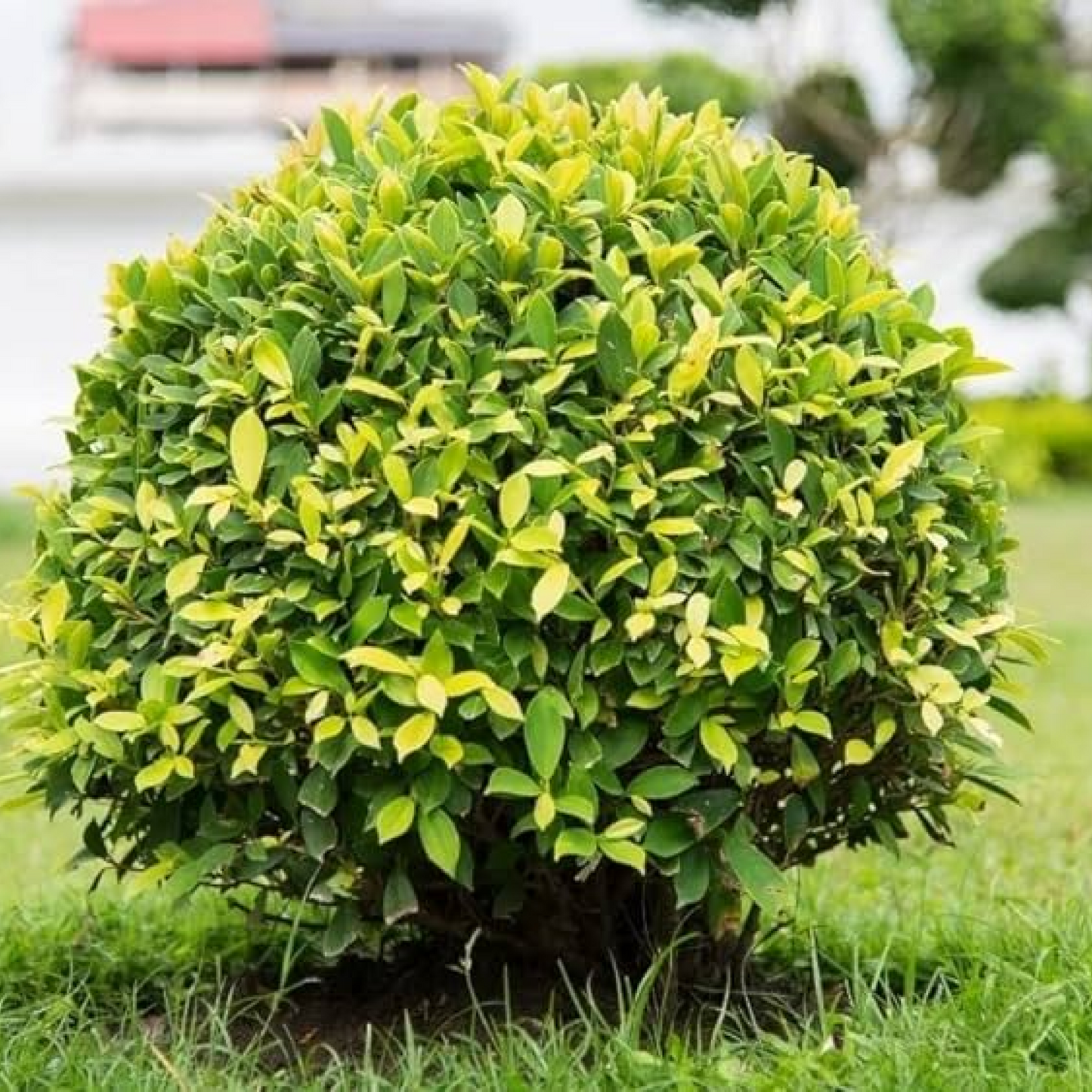 Ficus Panda Plant