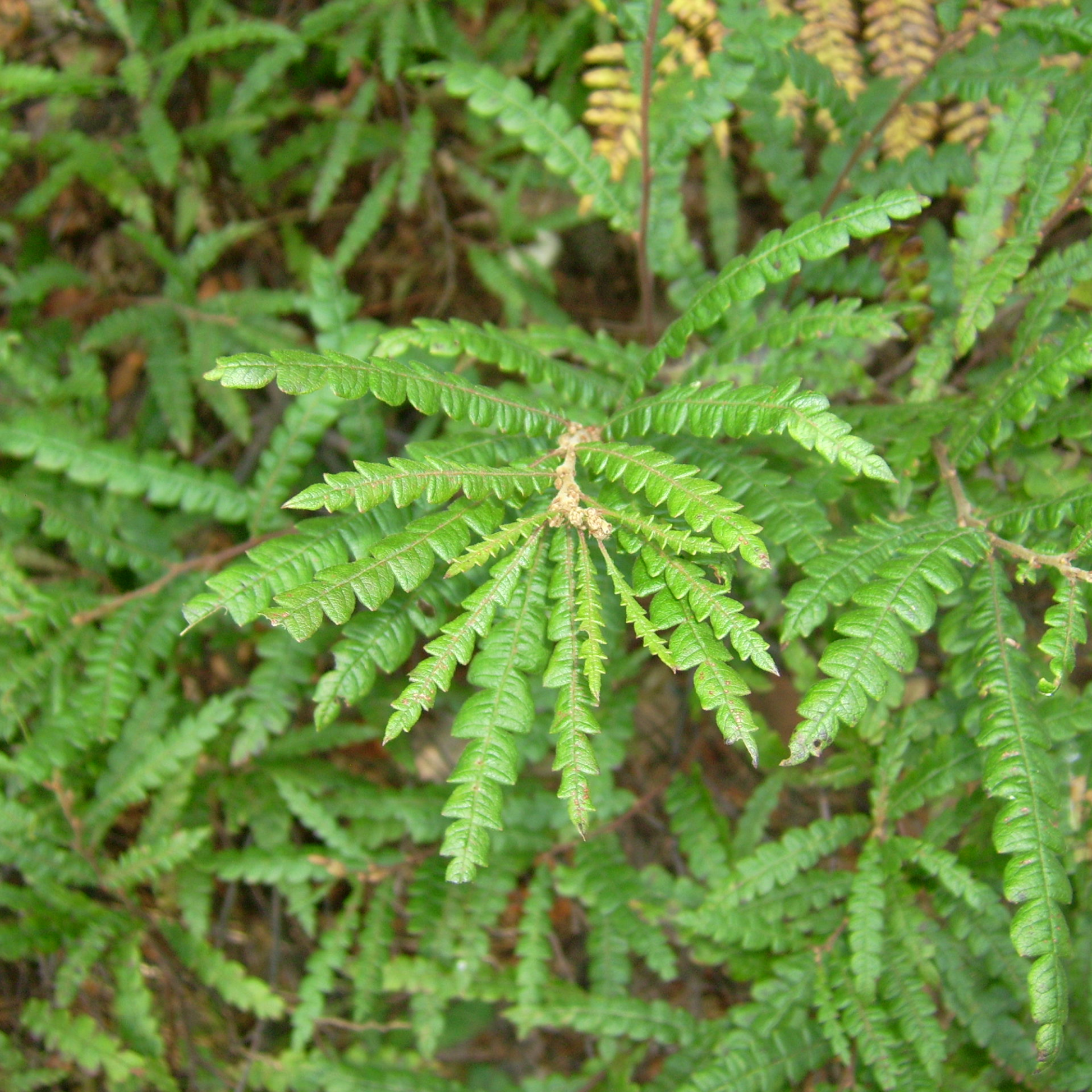 Sweetfern Plant